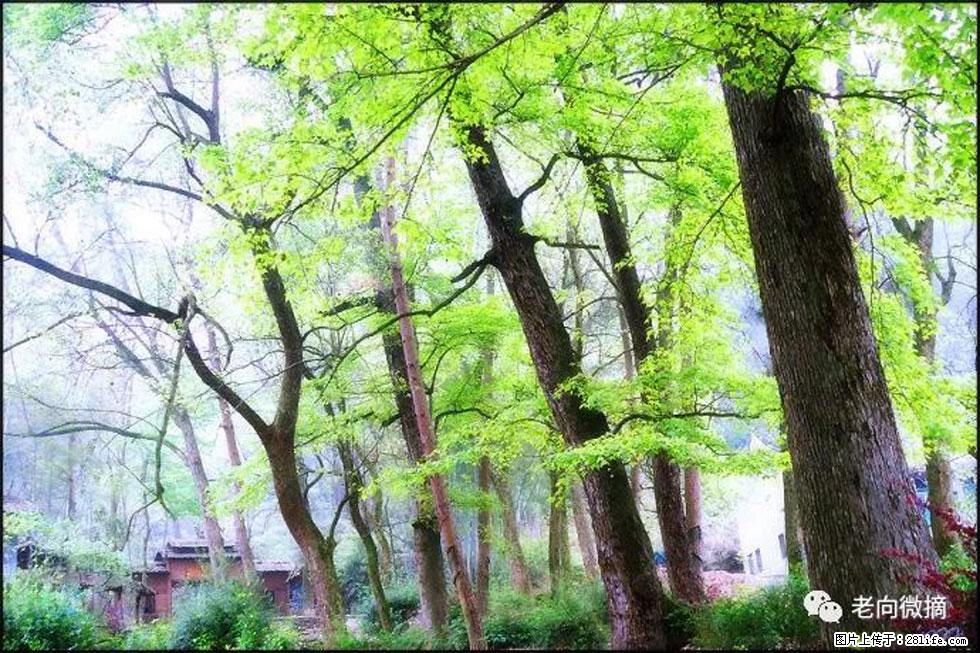 【春天,广西桂林灌阳县向您发出邀请!】在小龙村与春天约会 - 游山玩水 - 镇江生活社区 - 镇江28生活网 zj.28life.com
