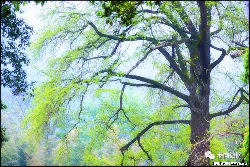 【春天,广西桂林灌阳县向您发出邀请!】在小龙村与春天约会 - 游山玩水 - 镇江生活社区 - 镇江28生活网 zj.28life.com