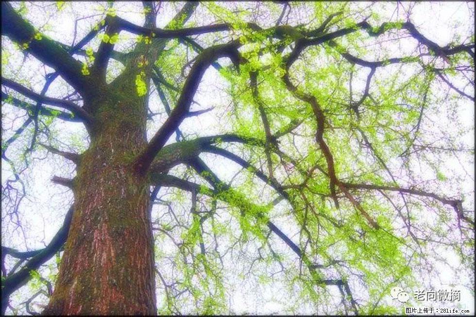 【春天,广西桂林灌阳县向您发出邀请!】在小龙村与春天约会 - 游山玩水 - 镇江生活社区 - 镇江28生活网 zj.28life.com