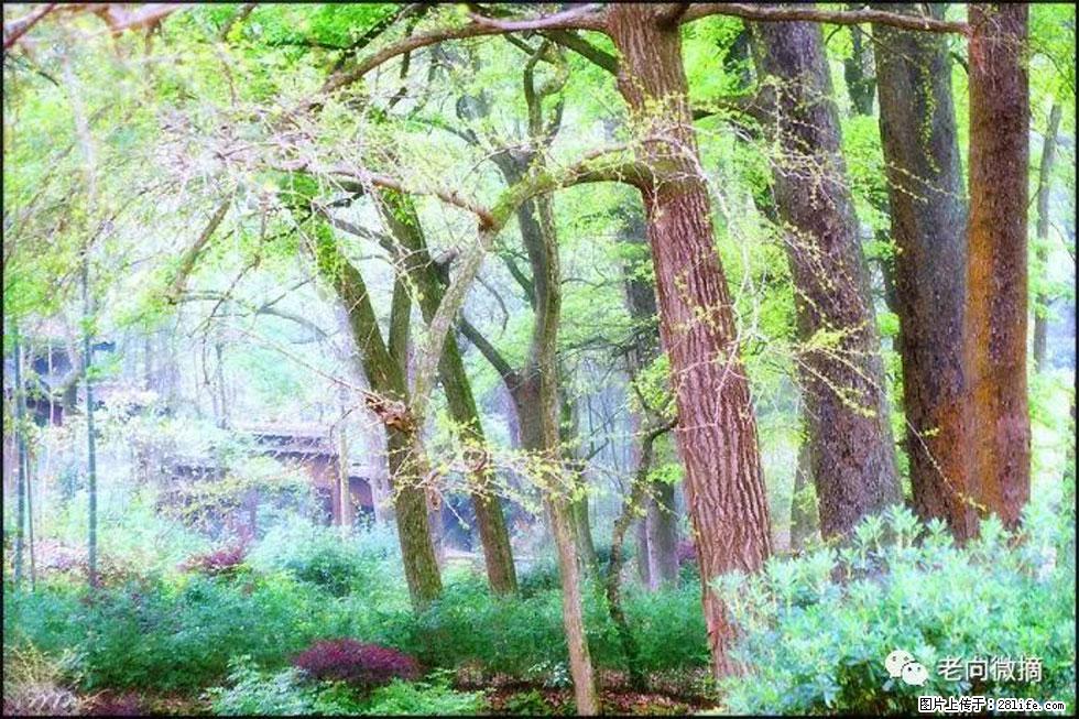 【春天,广西桂林灌阳县向您发出邀请!】在小龙村与春天约会 - 游山玩水 - 镇江生活社区 - 镇江28生活网 zj.28life.com