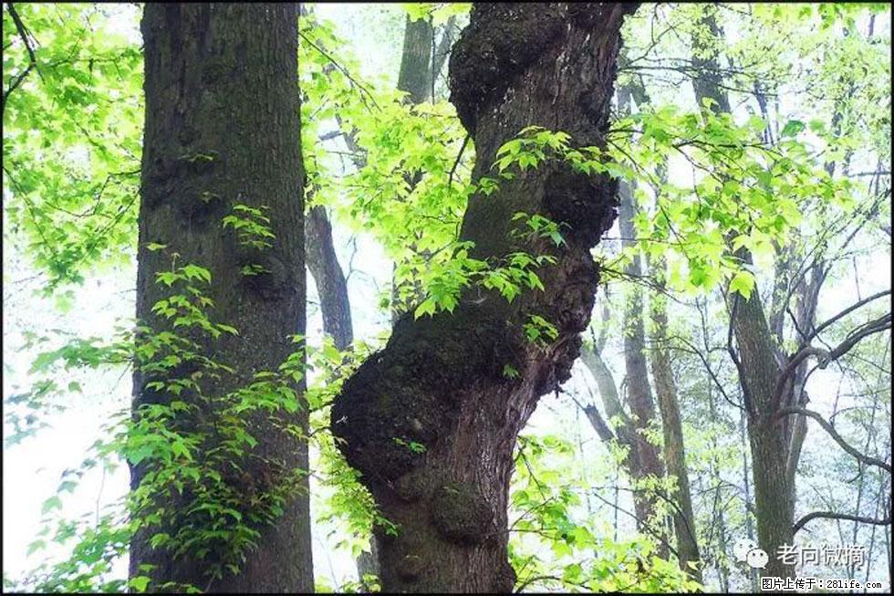【春天,广西桂林灌阳县向您发出邀请!】在小龙村与春天约会 - 游山玩水 - 镇江生活社区 - 镇江28生活网 zj.28life.com