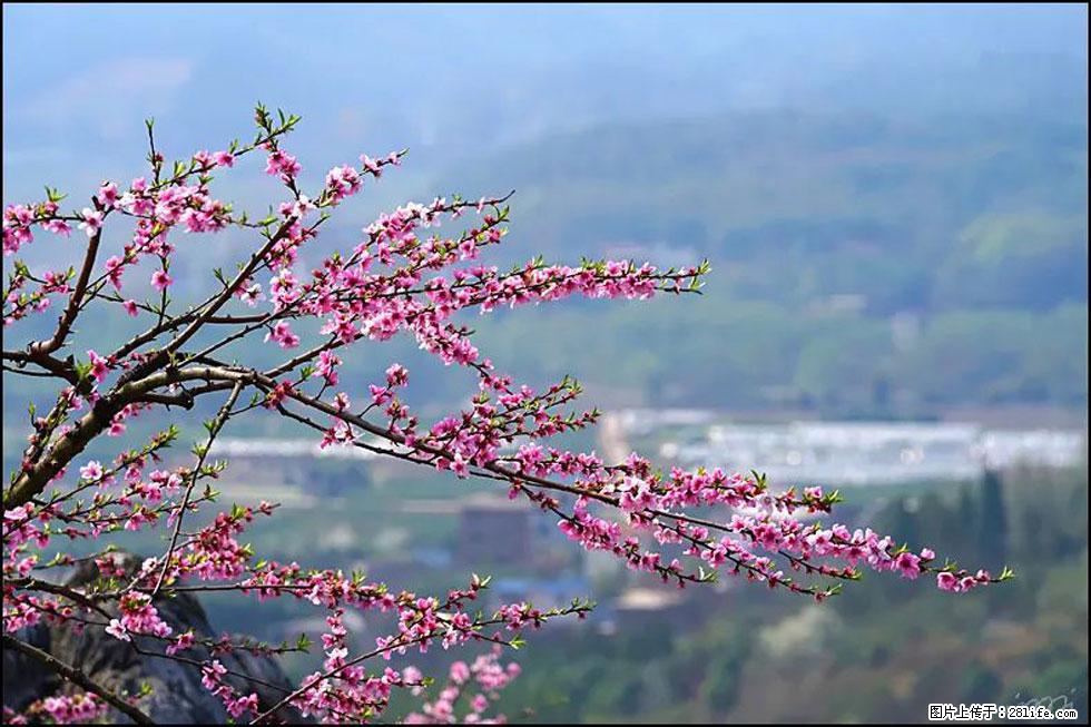 【春天,广西桂林灌阳县向您发出邀请!】望月岭上桃花开 - 游山玩水 - 镇江生活社区 - 镇江28生活网 zj.28life.com