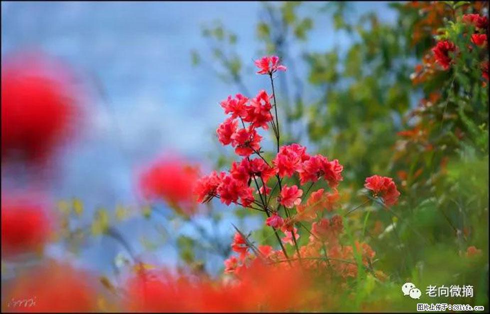 【春天,广西桂林灌阳县向您发出邀请!】登麒麟山,相约映山红 - 游山玩水 - 镇江生活社区 - 镇江28生活网 zj.28life.com