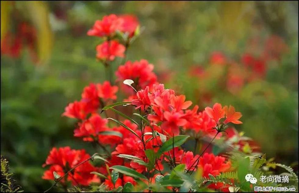 【春天,广西桂林灌阳县向您发出邀请!】登麒麟山,相约映山红 - 游山玩水 - 镇江生活社区 - 镇江28生活网 zj.28life.com
