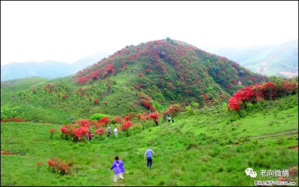 【春天,广西桂林灌阳县向您发出邀请!】宝盖山上映山红 - 游山玩水 - 镇江生活社区 - 镇江28生活网 zj.28life.com