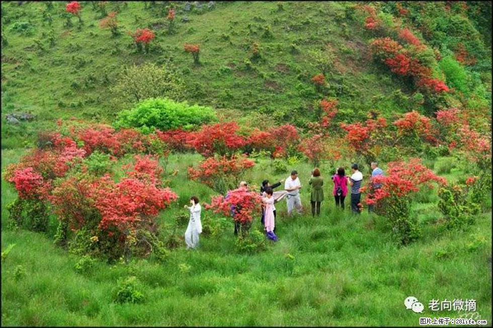 【春天,广西桂林灌阳县向您发出邀请!】宝盖山上映山红 - 游山玩水 - 镇江生活社区 - 镇江28生活网 zj.28life.com