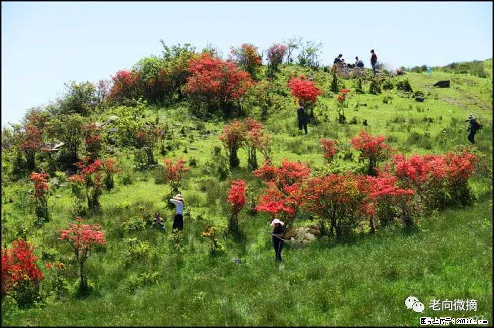 【春天,广西桂林灌阳县向您发出邀请!】宝盖山上映山红 - 游山玩水 - 镇江生活社区 - 镇江28生活网 zj.28life.com