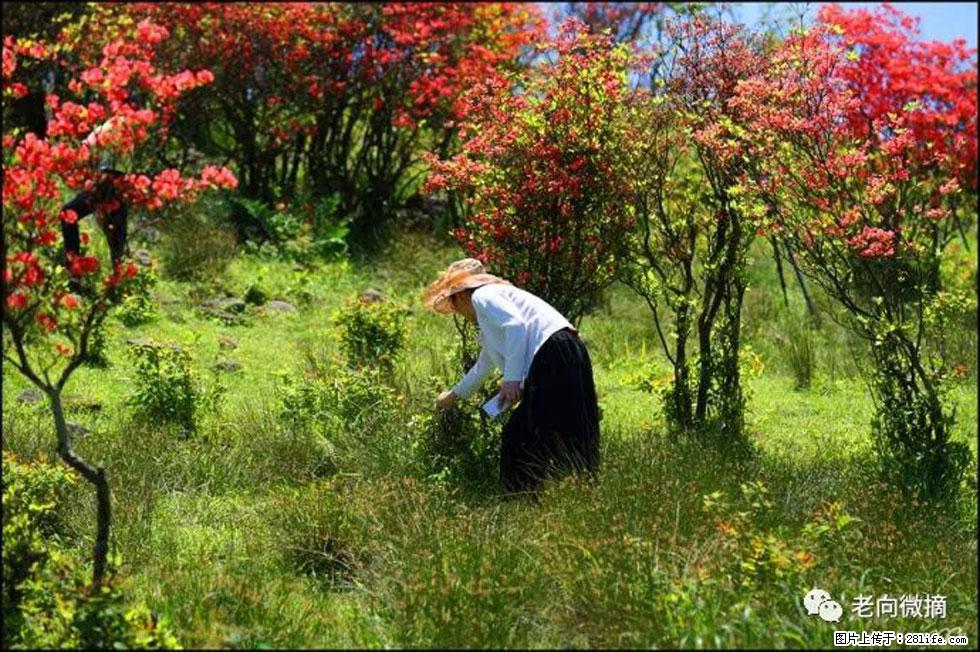 【春天,广西桂林灌阳县向您发出邀请!】宝盖山上映山红 - 游山玩水 - 镇江生活社区 - 镇江28生活网 zj.28life.com