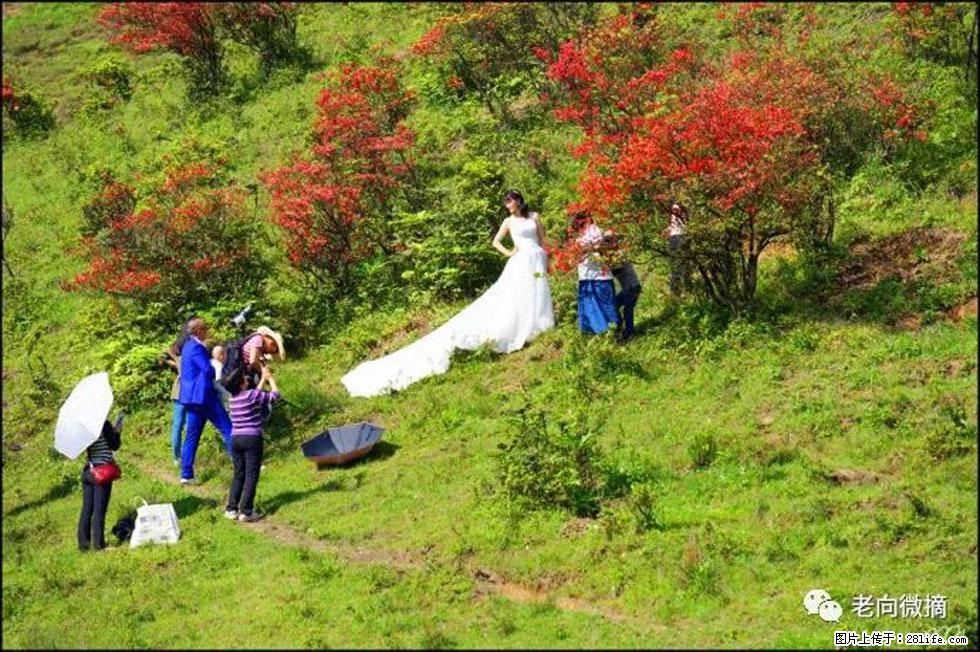 【春天,广西桂林灌阳县向您发出邀请!】宝盖山上映山红 - 游山玩水 - 镇江生活社区 - 镇江28生活网 zj.28life.com