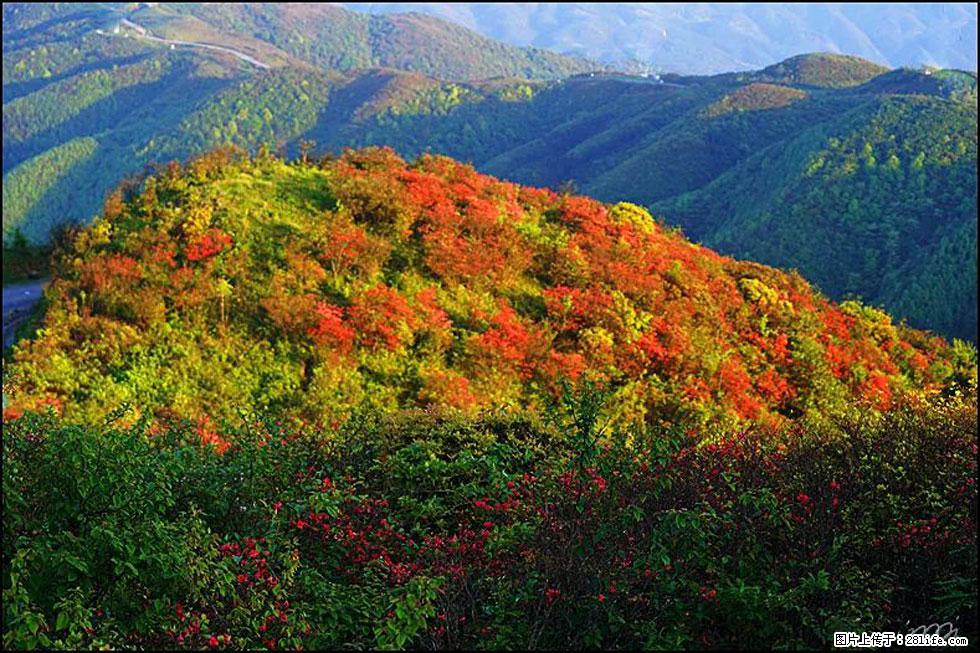 【春天,广西桂林灌阳县向您发出邀请!】春木界上映山红 - 游山玩水 - 镇江生活社区 - 镇江28生活网 zj.28life.com