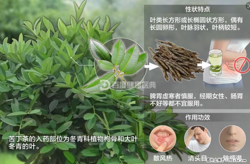苦丁茶有哪些功效和作用 - 生活百科 - 镇江生活社区 - 镇江28生活网 zj.28life.com