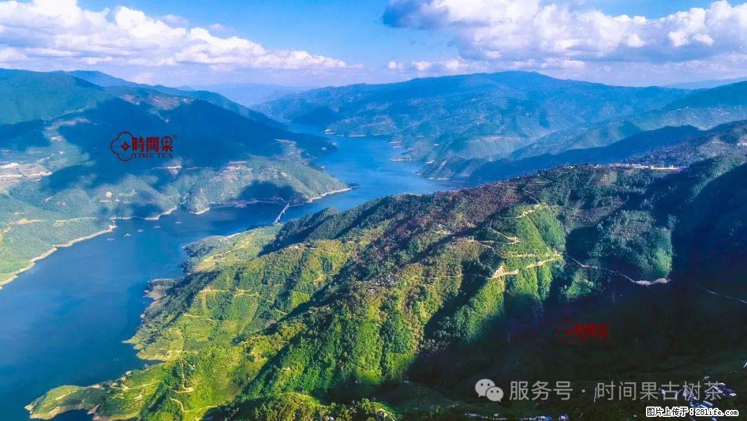 时间果百年古树龙珠普洱生茶 - 购物交流 - 镇江生活社区 - 镇江28生活网 zj.28life.com