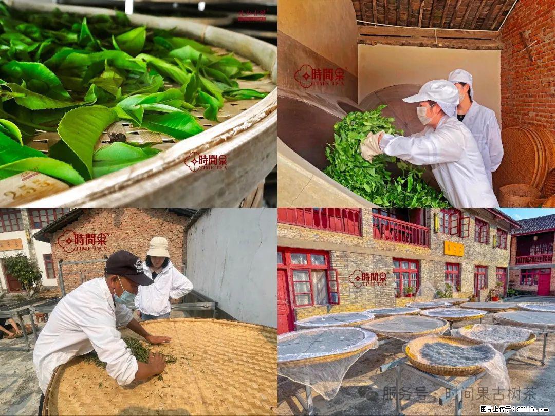 时间果百年古树龙珠普洱生茶 - 购物交流 - 镇江生活社区 - 镇江28生活网 zj.28life.com