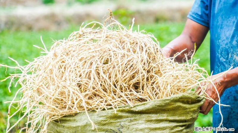 堪称“最难吃”的蔬菜,却是 “抗辐射神器”,还能护肺、清热、止咳化痰! - 镇江生活资讯 - 镇江28生活网 zj.28life.com