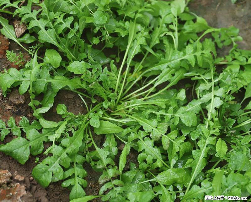 这些蔬菜是“天然钙片”，这6种被医生重点推荐 - 镇江生活资讯 - 镇江28生活网 zj.28life.com