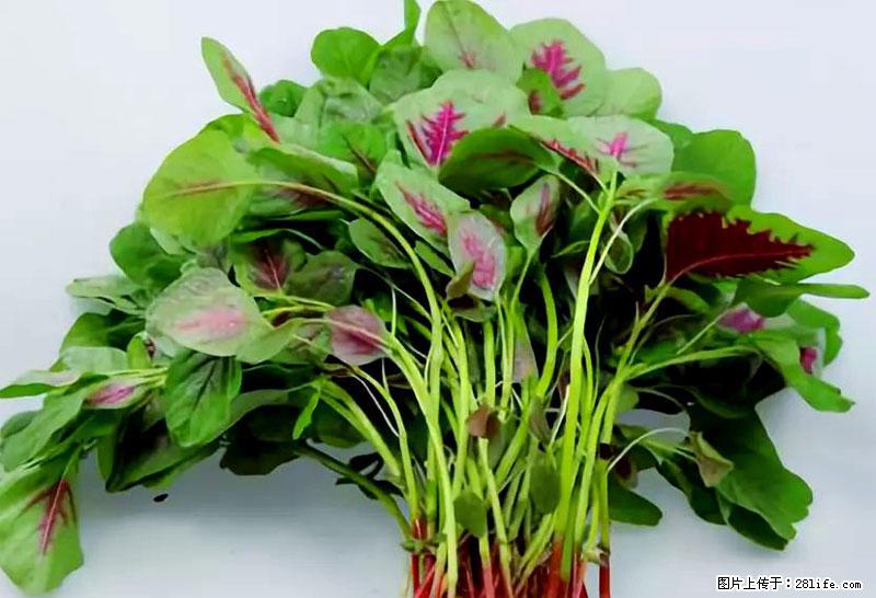 这些蔬菜是“天然钙片”，这6种被医生重点推荐 - 镇江生活资讯 - 镇江28生活网 zj.28life.com