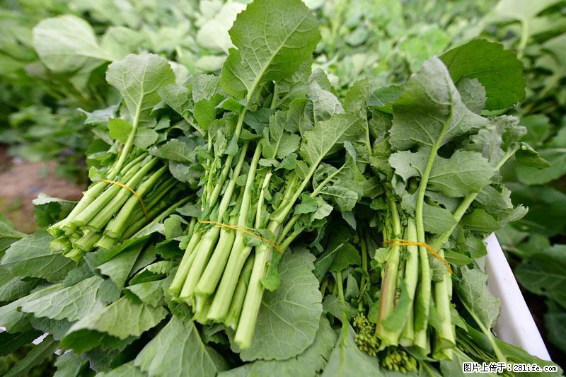 这些蔬菜是“天然钙片”，这6种被医生重点推荐 - 镇江生活资讯 - 镇江28生活网 zj.28life.com